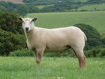 Welcome to the Treworgans Charollais website.
