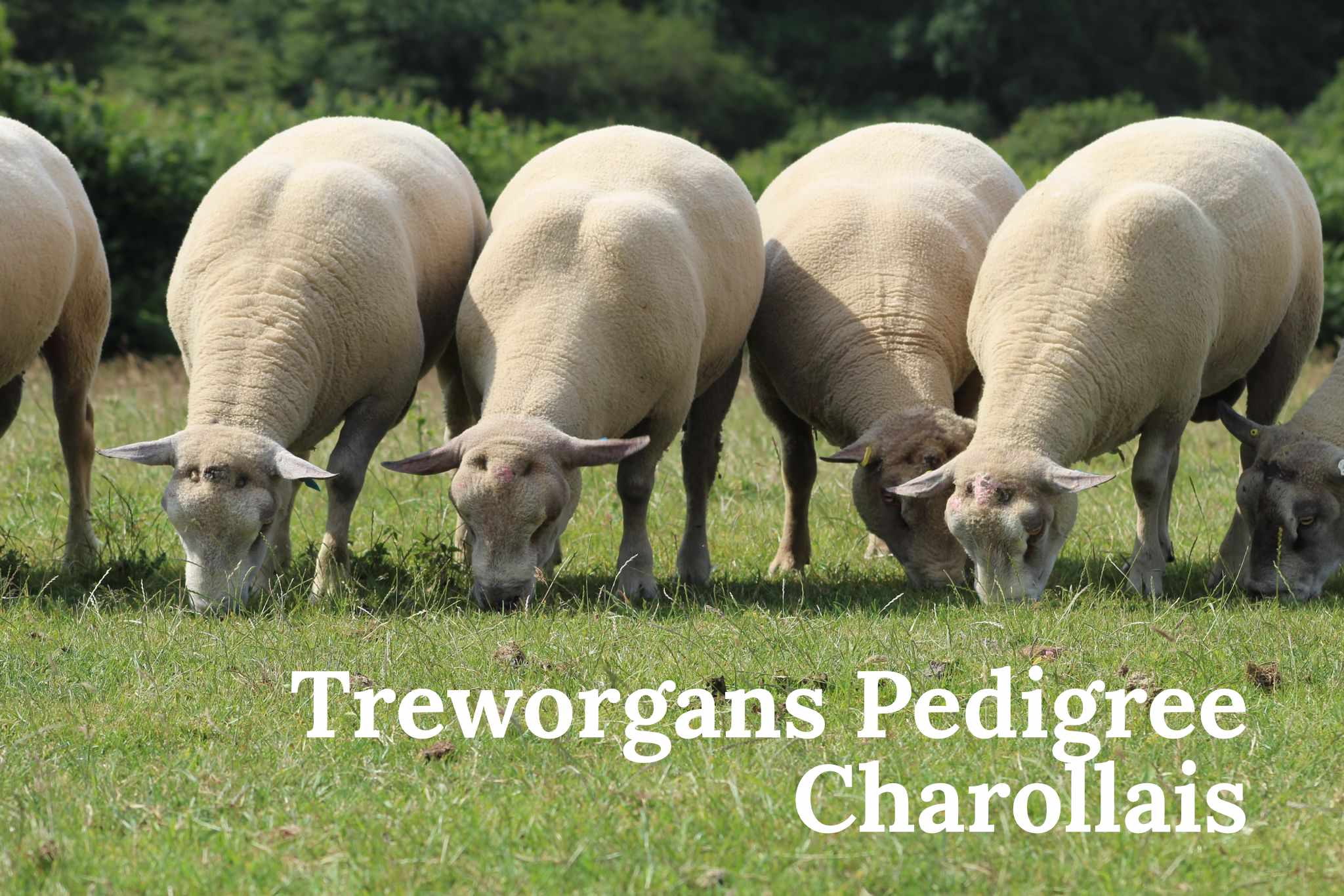 Treworgans Charollais